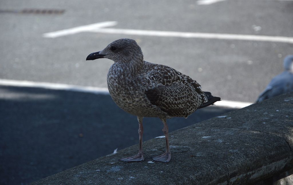 Gabbiani dall''Irlanda